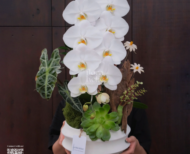 Chậu lan Hồ Điệp Apollo trắng, ảnh mẫu FloraHolic