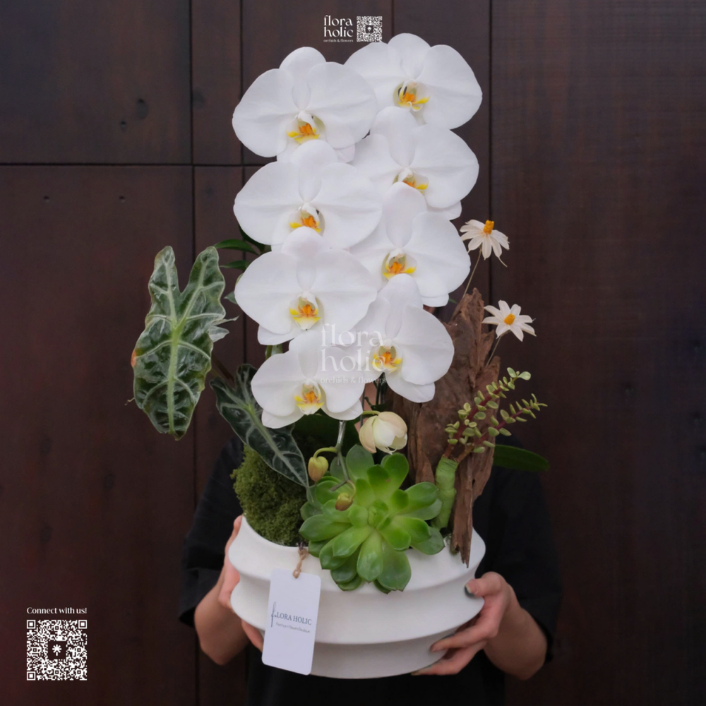 Chậu lan Hồ Điệp Apollo trắng, ảnh mẫu FloraHolic